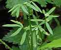 False Mermaid plants