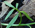 [photo of leaves]