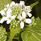 [photo of Garlic Mustard]