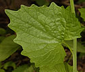 [photo of leaves]