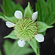 [photo of Rough Avens]