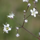 [photo of Baby's Breath]