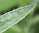 [photo of leaves]