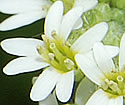 [photo of flowers]