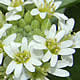 [photo of Hoary Alyssum]