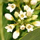 [photo of Indian Hemp]