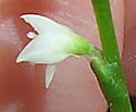 [photo of flowers]