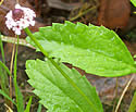 [photo of leaves]