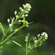 [photo of Virginia Peppergrass]
