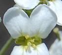 [photo of flowers]