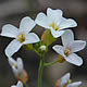 [photo of Lyre-leaved Rock Cress]