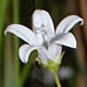 [photo of Marsh Bellflower]