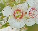 [photo of flowers]