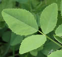 [photo of leaves]