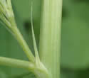 [photo of stipule and stem]