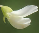 [photo of flowers]