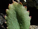 [photo of leaves]