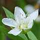 [photo of Large-leaved Sandwort]