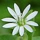 [photo of Giant Chickweed]