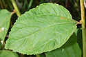 [photo of leaves]