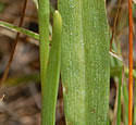 [photo of leaves]