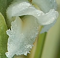 [photo of flowers]
