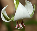 [photo of flower]