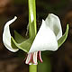 [photo of Nodding Trillium]