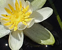 [photo of flower]