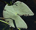 [photo of leaf]