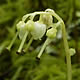 [photo of One-sided Pyrola]
