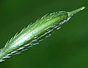[photo of developing fruit]