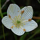 [photo of American Grass of Parnassus]