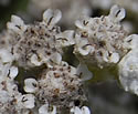 [photo of developing fruit]