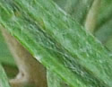 [photo of leaves]
