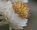 [photo of male flowers]