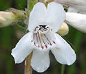 [photo of flowers]
