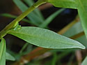 [photo of leaves]