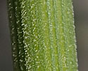 [photo of stem and sheath]