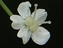 [photo of flowers]