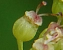 [photo of developing fruit]