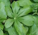 [photo of leaves]