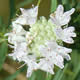 [photo of Virginia Mountain Mint]