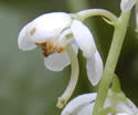 [photo of flowers]