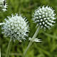 [photo of Rattlesnake Master]