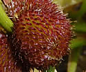 [photo of fruit]