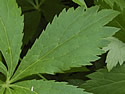 [photo of lower leaves]