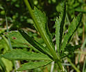 [photo of upper leaves]