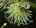 [photo of fruit]