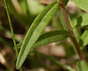 [photo of leaves]